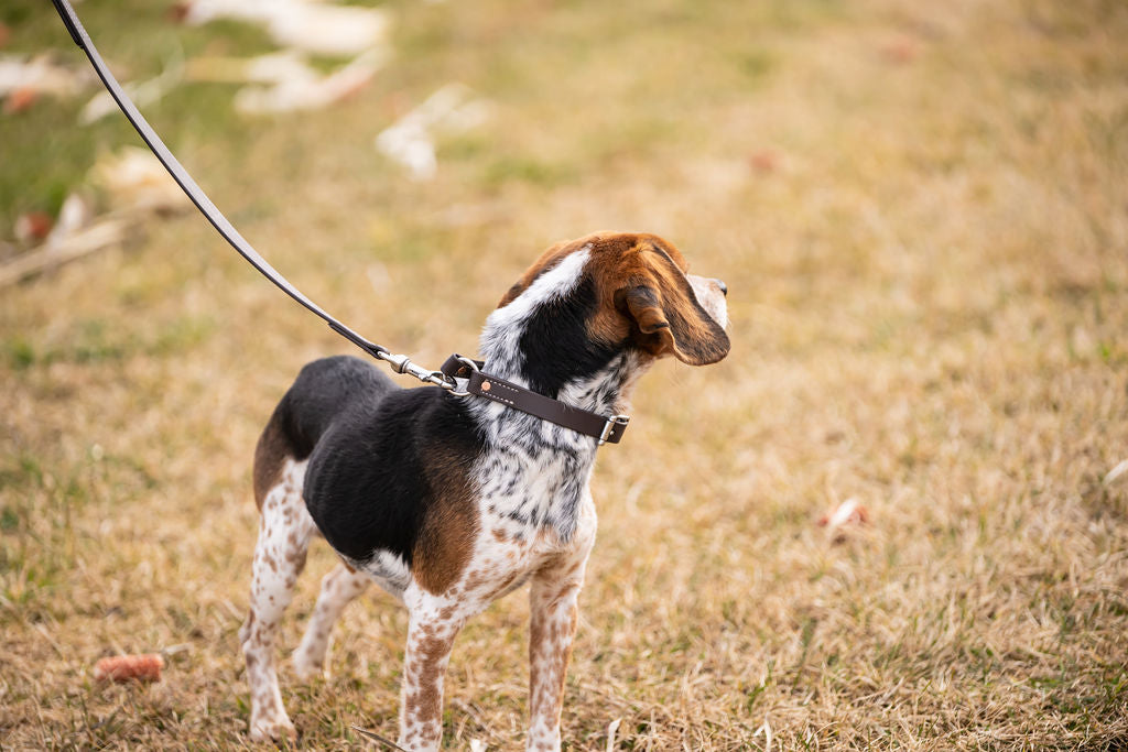 Standard 3/4" x 2' Traffic Leash H.C.