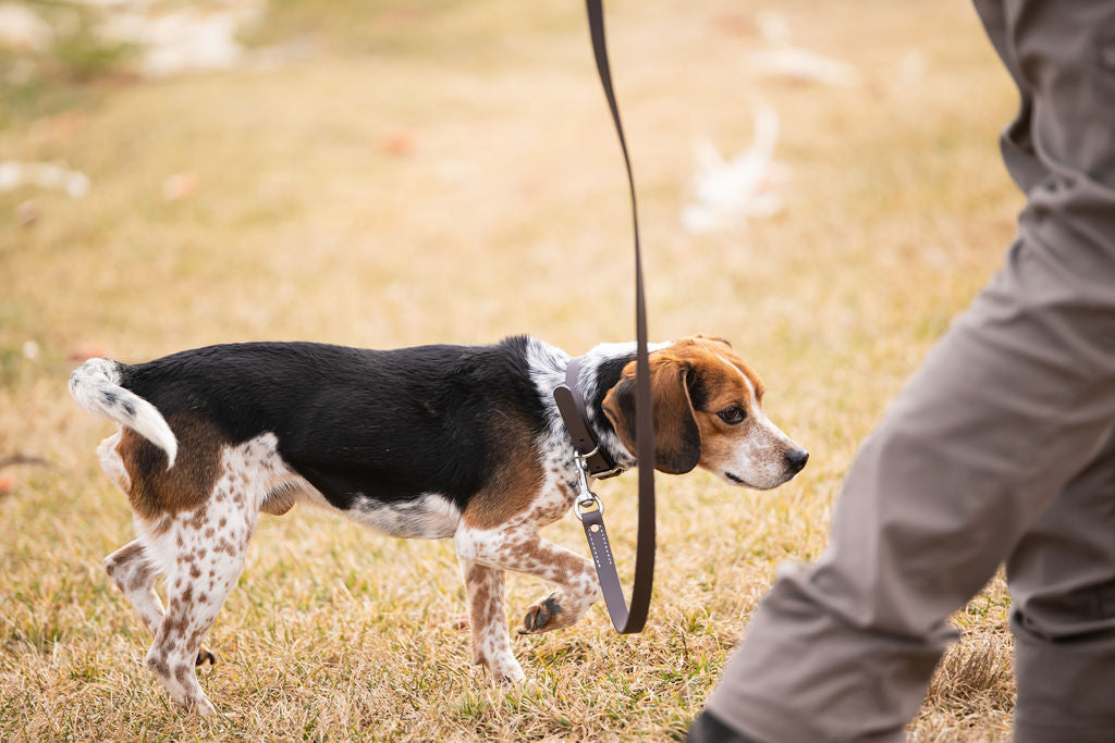 Standard 3/4" X 6' Walking Leash H.C.