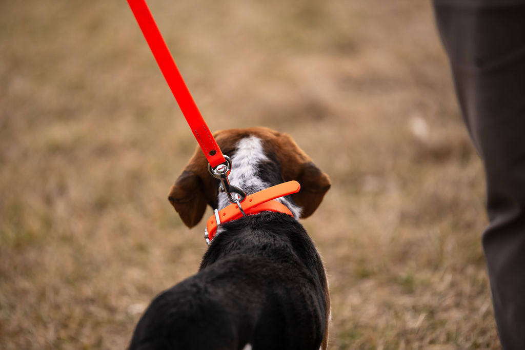 Standard 3/4" x 2' Traffic Leash H.C.