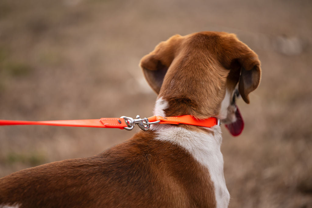 Standard 3/4" X 6' Walking Leash H.C.