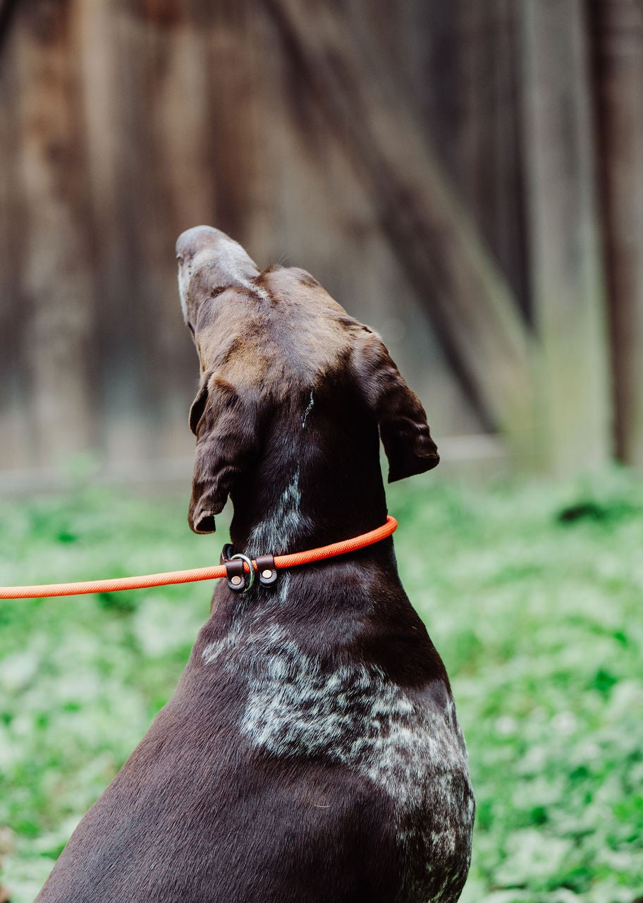 Rope Slip Leash