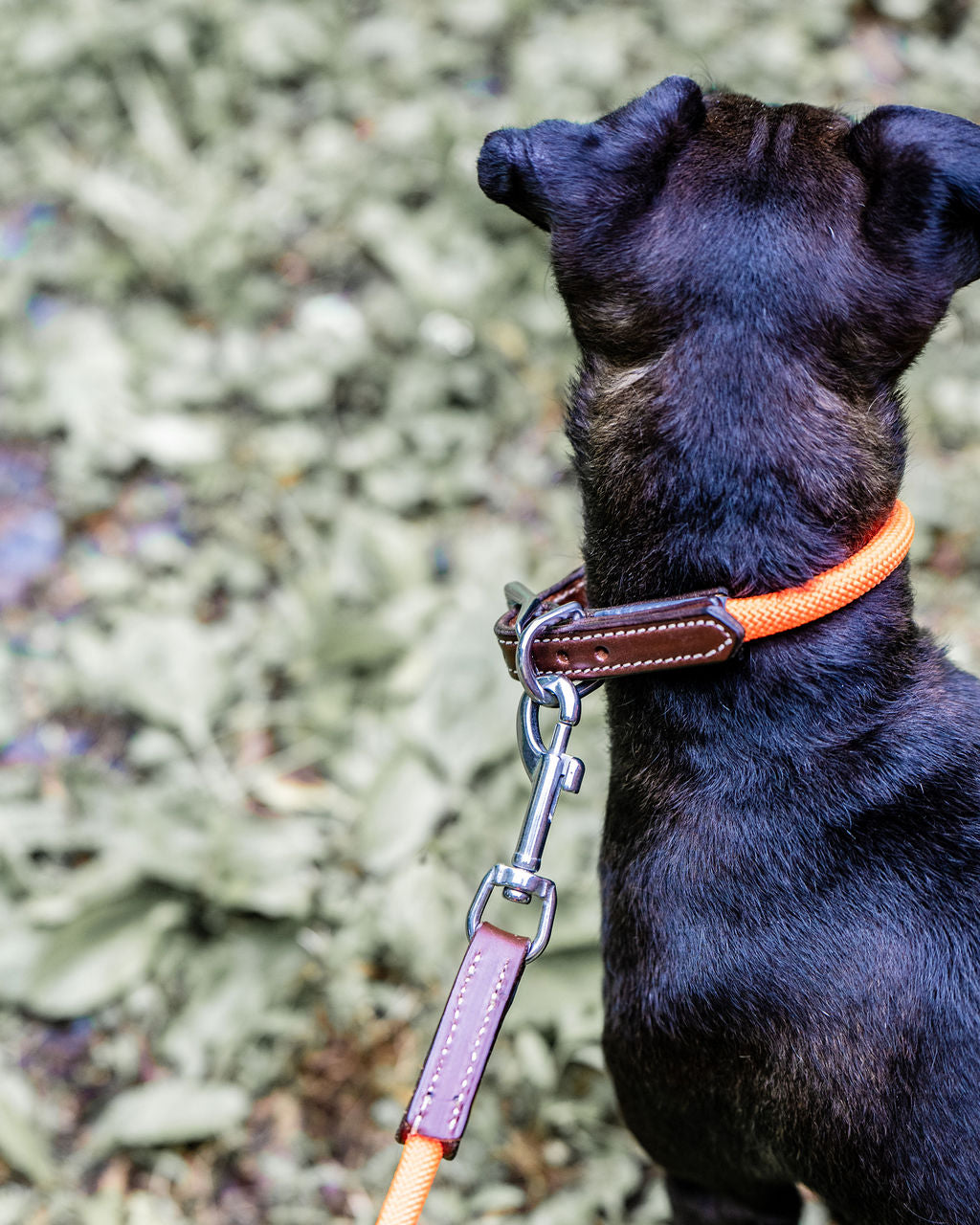 Single Rope Collar