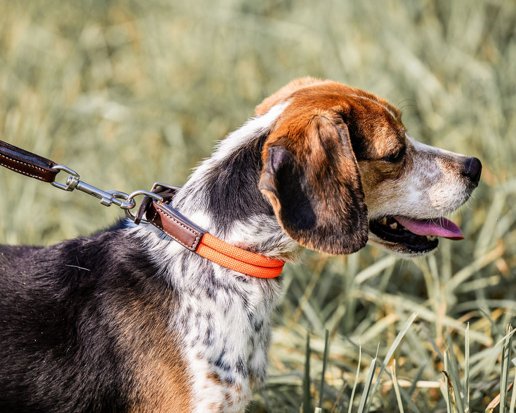 Double Rope Collar