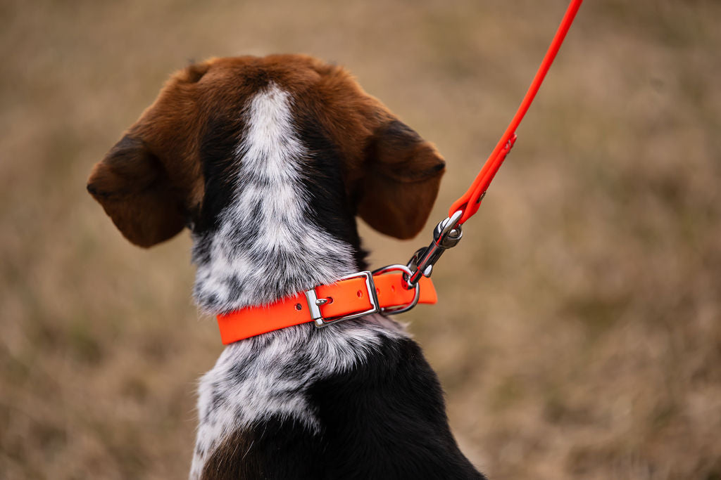 Standard ¾” Dog Collar H.C.